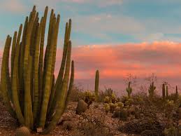 We did not find results for: Arizona Sunset Photos Arizona Nature Pictures Desert Botanical Garden