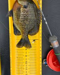 Todd Forcier (@forcierfishing) • Instagram photos and videos