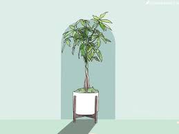If you notice the tree's root system has filled the pot, you may need to repot the tree. How To Care For And Grow Your Braided Money Tree Plant Care Tips And More La Residence