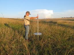 Image result for Diheteropogon filifolius