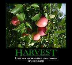 A Tree With Ripe Fruits Need Little Shaking Swiss Proverb Ripe Fruit Fruit Proverbs
