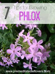 Set the phlox plants into the holes and pat soil around their bases. 7 Tips For Growing Phlox