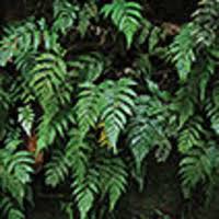 Image result for Tectaria fernandensis