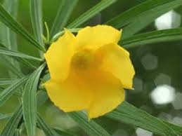 In this video, more than 60 flowers name are animated with their names in english and tamil. à®µ à®·à®š à®š à®Ÿ à®¯ à®² à®‰à®³ à®³ à®µ à®° à®¯ à®®à®° à®¤ à®¤ à®µ à®• à®£à®® Medicinal Uses Of Nerium Oleander à®ª à®± à®± à®¨ à®¯ à®• à®• à®®à®° à®¨ à®¤ à®• à®® à®…à®°à®³ Tamil Boldsky