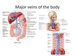 175 body part artery vein heart aorta vena cava head carotid jugular vein arms subclavian artery subclavian vein kidney renal artery renal vein legs iliac artery iliac vein intestines mesenteric arteries hepatic vein pulmonary circuit Name The Layers Of The Blood Vessels Ppt Download