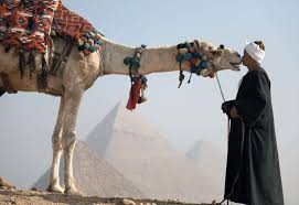 To inhibit the growth of cancer cells and shrink tumours and it was observed that these patients recovered from the disease at a better rate, and that there were significant. Man Drinking Camel Urine Stirs Controversy Kuwait Local