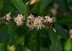 Image result for Tricalysia acocantheroides