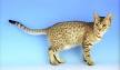 Ocicat Cats | Ocicat Cat Breed Info & Pictures | PetMD