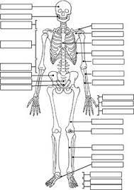 Skeletal quiz tests your knowledge of each bone name. Anatomy Pictures Muscles And Bones Pdf Downloads Anatomy For Kids Pdf Kit Human Anatomy Human Anatomy And Physiology Bone Decorados De Unas