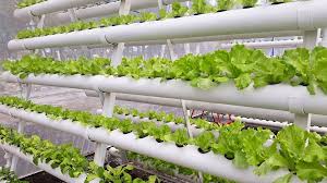 Vertical hydroponics system merges the concept of hydroponics and vertical farming. Vertical A Frame Nft Grow System