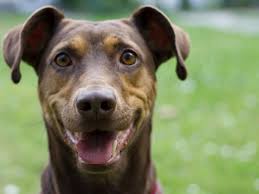 Fundraiser by Yasi S : Help me fund Zari's chemotherapy