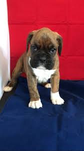 Check spelling or type a new query. Boxer Puppies For Sale Crestwood Ky Boxer Puppies Baby Boxer Puppies Boxer Puppies For Sale
