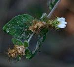 Image result for Anisotes pubinervius