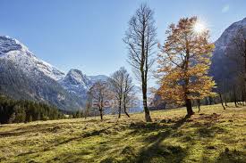 Inverno negli alberi forestali di abetaia con il passaggio pedonale bianco della. Paesaggio Soleggiato Con Montagne Innevate Lontane Natura Bello Stock Photo 165297562