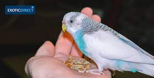 We did not find results for: Best Parrots To Have As Pets Exoticdirect