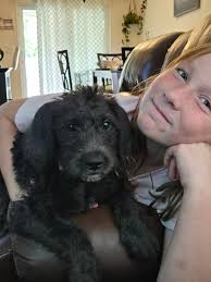 Rehoming of Great Dane and Golden Doodle puppies in Oklahoma