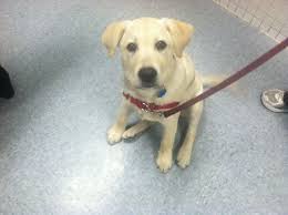 Puppy socialization experiences done right! This Is Obie He Is In Our Wednesday Night Puppy Socialization Class At Puppy Loft Just Look At That Face Yellowlab P Puppy Socialization Puppies Cute Dogs