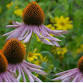 Wildflower Walk (Registration required)