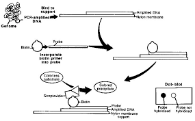 1 Introduction Dna Technology In Forensic Science The