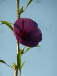 Image result for Hibiscus nigricaulis