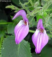 Image result for Brillantaisia