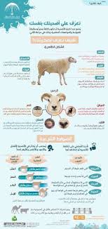 pin by abdulrahman alghamdi on الد ين الق ي م islamic information islam islam beliefs