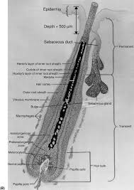 We did not find results for: B Schematic Of A Terminal Human Hair Follicle And Its Sebaceous Download Scientific Diagram