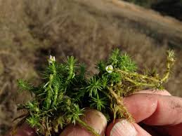 Image result for Mayaca