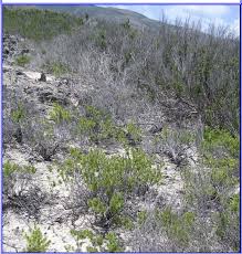 Image result for Pemphis