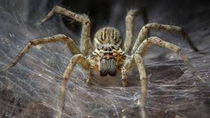 Determine if it is a poisonous spider such as the black widow or brown recluse. The Verge Review Of Animals Spiders The Verge