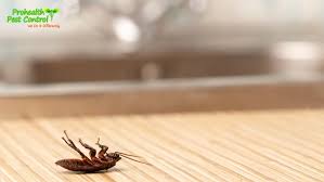 You can start the process of besides just being creepy, the roach can cause other problems if they are not gotten rid of. How To Get Rid Of Cockroaches In Kitchen Cabinets