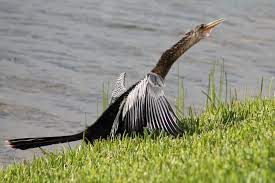 Anhinga Aka The Snake Bird Treasure Coast Bird Photo