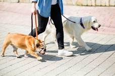 The Seeing Eye: Meet our Pups