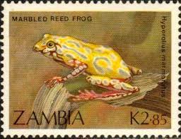 Stamp Marbled Reed Frog Hyperolius Marmoratus Zambia Frogs And Toads Mi Zm 472 Sn Zm 464 Yt Zm 459 Sg Zm 569 Frog Frog And Toad Stamp