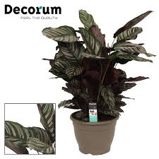 Calathea 32cm Ornata Decorum Calathea