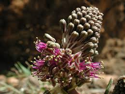 Image result for Ledebouria cordifolia