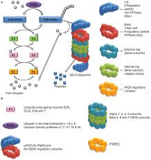 The main function of the proteasome is to degrade unneeded or damaged proteins by proteolysis, a chemical reaction that breaks peptide bonds. The Ubiquitin Proteasome System And Its Components Regulated After Drug Download Scientific Diagram