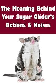 Is Your Sugar Glider Okay Why Are They Making That Sound Click Here To Find Out Sugar Glider Sugar Glider Pet Sugar Glider Toys
