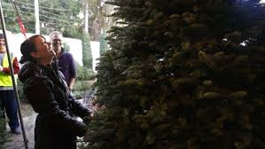 Maybe you would like to learn more about one of these? Christmas Tree Prices Rise Again As California Growers Move To Planting More Lucrative Crops Ktla