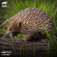 We did not find results for: Animal Planet India A Twitter What Makes The Land Of Tasmania So Weird And Wonderful The Intimate And Heartwarming Stories Of Wildlife Watch This Beautiful Island Bursting Full Of Wildlife On Wild