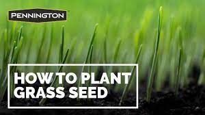 Grass Once You Re Certain That The Turf You Want To Replace Is Dead Clear The Dead Grass From In 2021 Planting Grass Grass Seed Plants