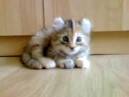 American Curl Kittens for Sale! Procurl Harem Kitten Sale ...