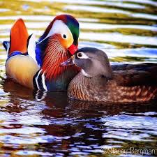 I've seen another mandarin (or the same one) in the natomas canal as well. Male Mandarin Duck And Female Wood Duck Animals Beautiful Pet Birds Beautiful Birds
