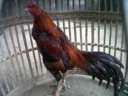 Masih ada jenis ras lain yang punya bakat dan teknik serta pukulan sebagai ayam petarung. Mengetahui Kelebihan Dan Kekurangan Ayam Pamagon Trikmerawat Com