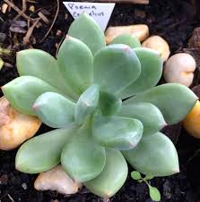 An evergreen succulent that can grow up to 12 inches (30 cm) tall. Pachyveria Cornelius Is A Lovely Little Plant With Silvery Blue Leaves Flushed With Pink Succulents Pachyveria Plants Succulents Little Plants