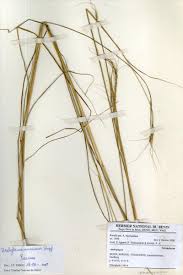 Image result for Urelytrum