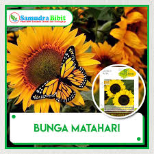 Harga bibit bunga matahari terkini. Benih Tanaman Bunga Matahari