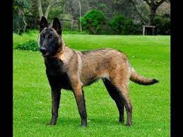 Belgian Malinois For Sale Bing Images Belgian Malinois Belgian Malinois Dog Malinois