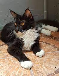 Kucing Maine Coon Facebook