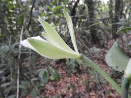Image result for Vanilla polylepis
